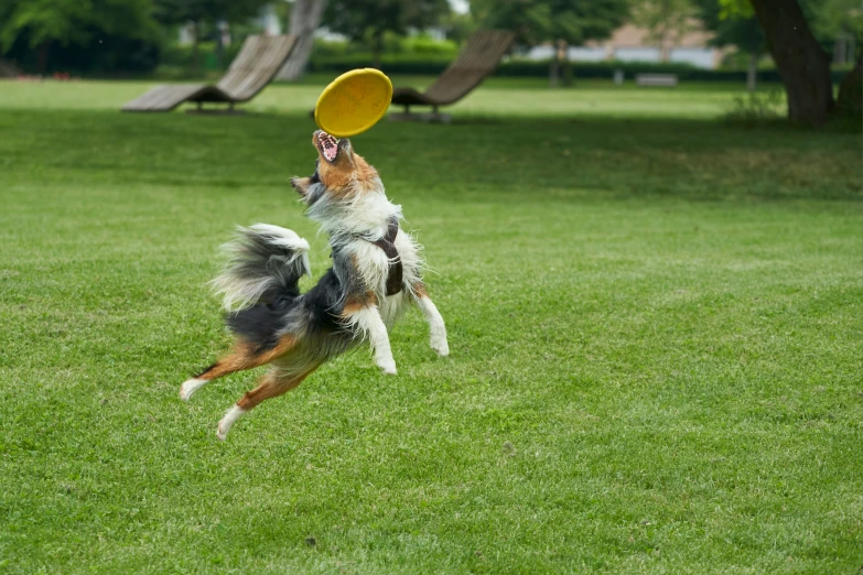 a small dog is playing with a yellow frisbee