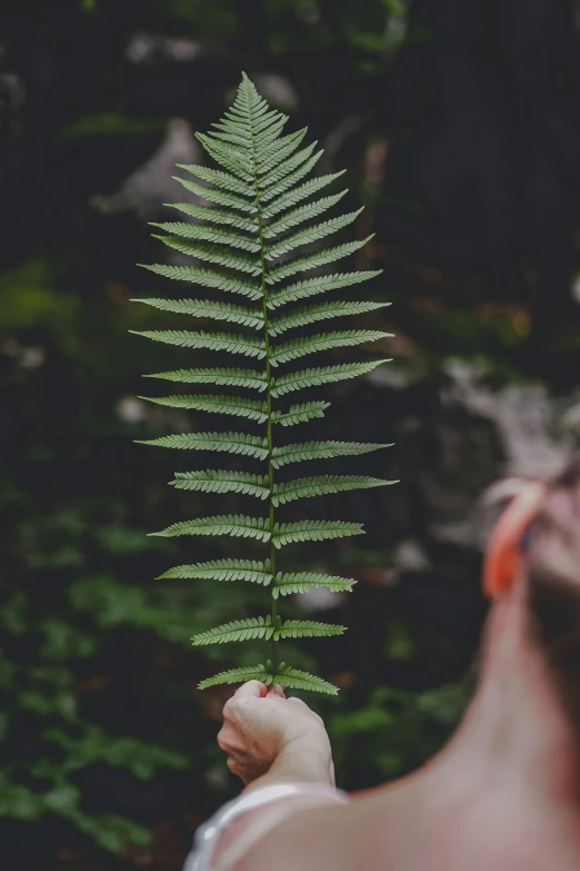 the person is holding up a fern in their hand