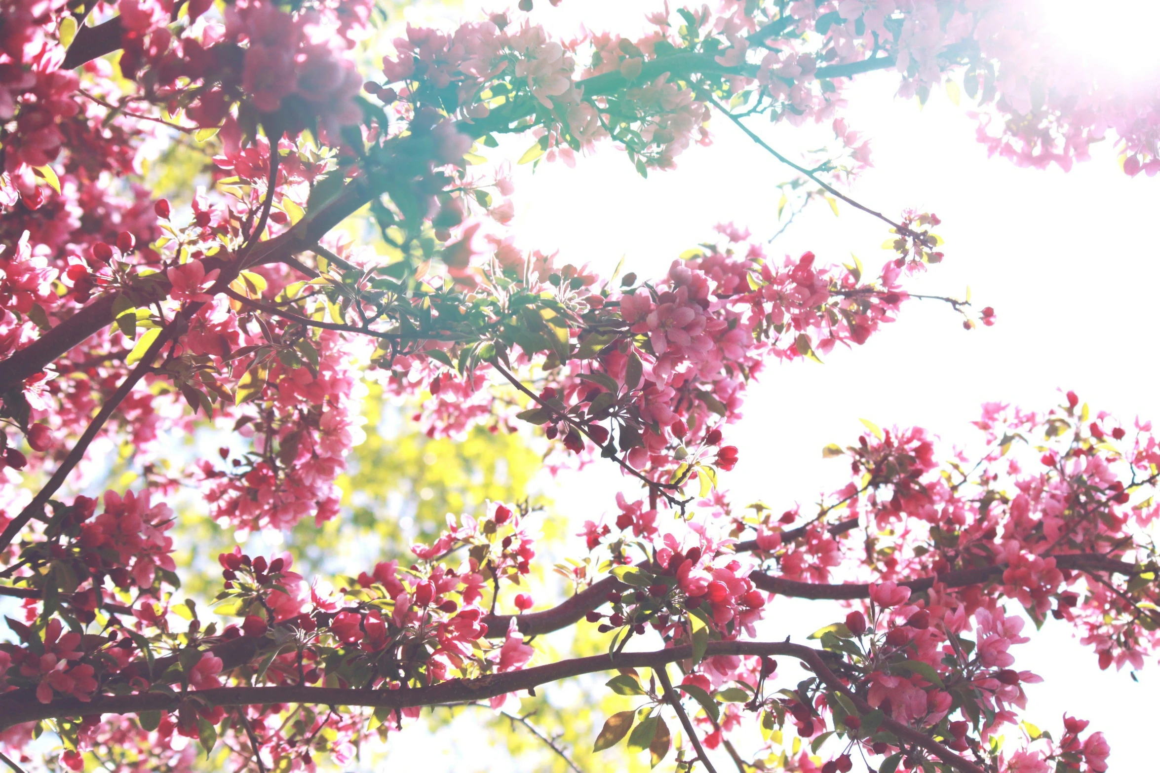 a nch with pink flowers in the sunlight