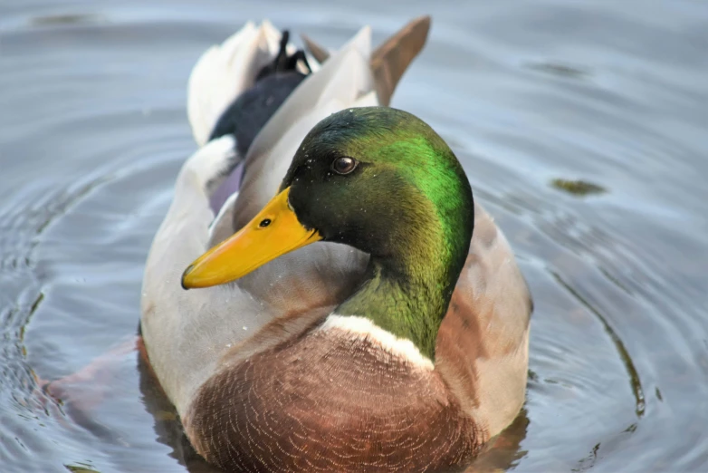 a couple of ducks floating on top of a lake