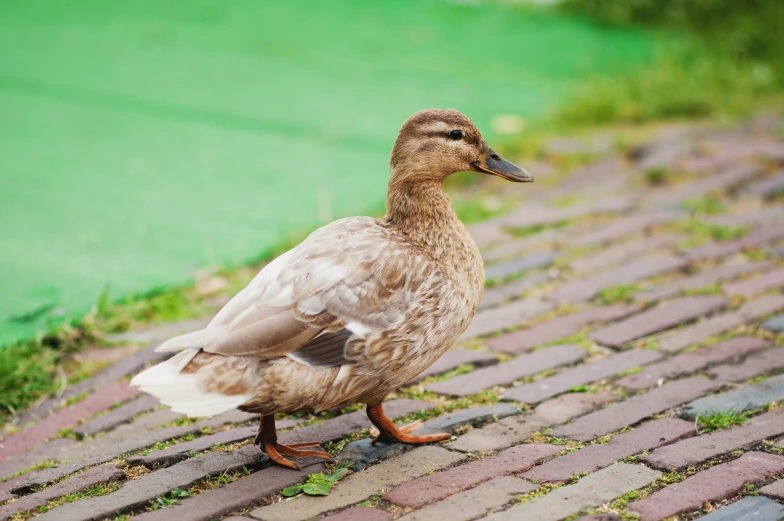 the duck stands on brick path and looks forward