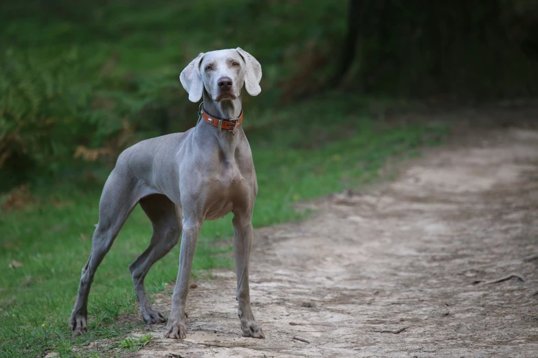 a dog on the side of a path with trees in the background