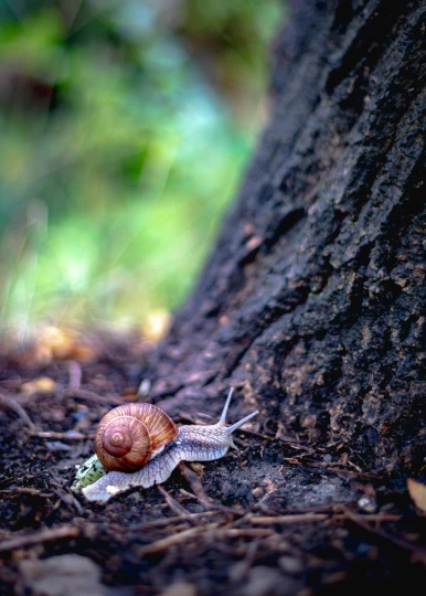 the small snail is sitting on the ground beside the tree