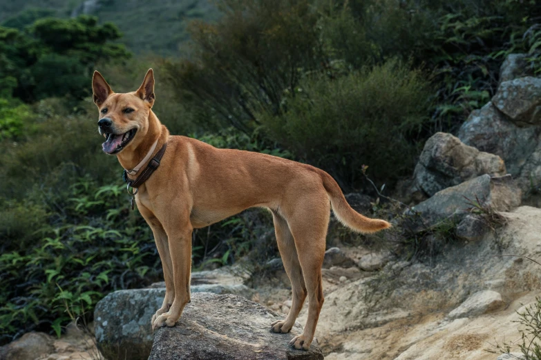 a dog is standing on top of a rock