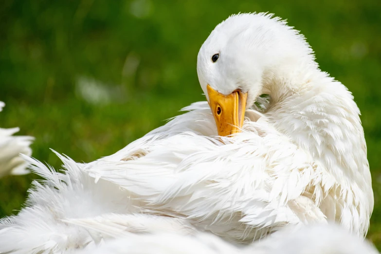 an image of a close up of a duck