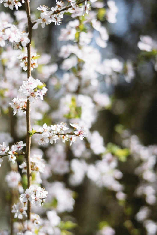 some kind of white flower is by some trees