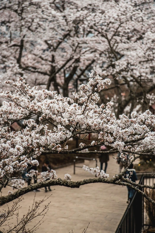 a large white tree with many flowers and people walking on it