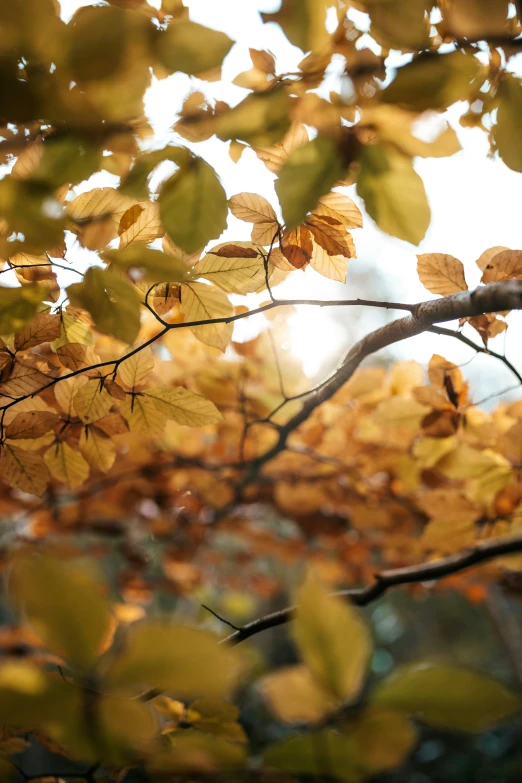 some leaves that are hanging from a tree