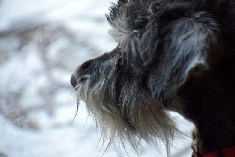 close up of hair on the tail of a dog in the snow