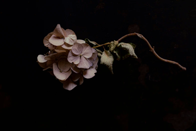 the flower is laying down in the dark