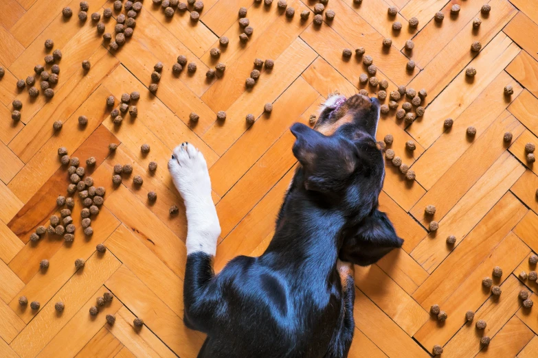 a dog sitting on the floor and looking at nuts on the ground