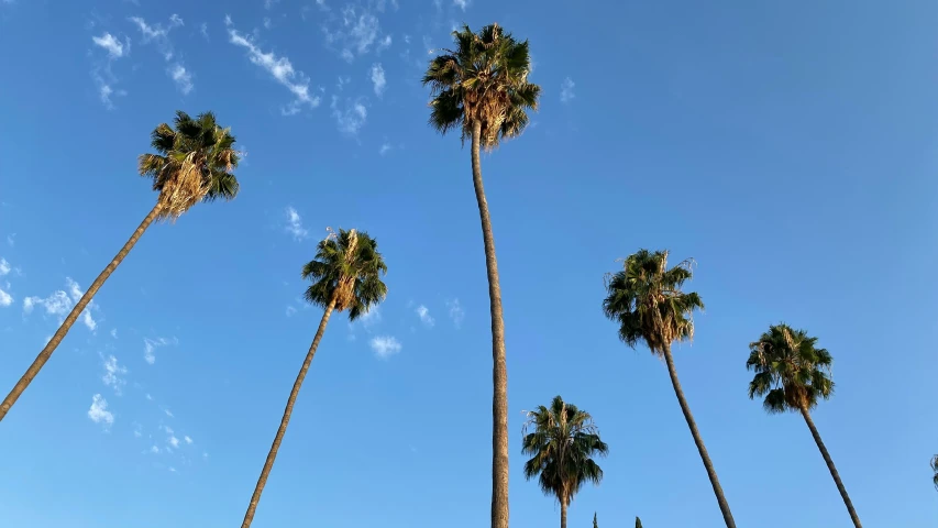 palm trees against a clear blue sky with wispy clouds