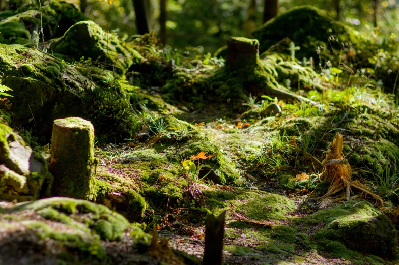 a patch of dirt with moss growing on it