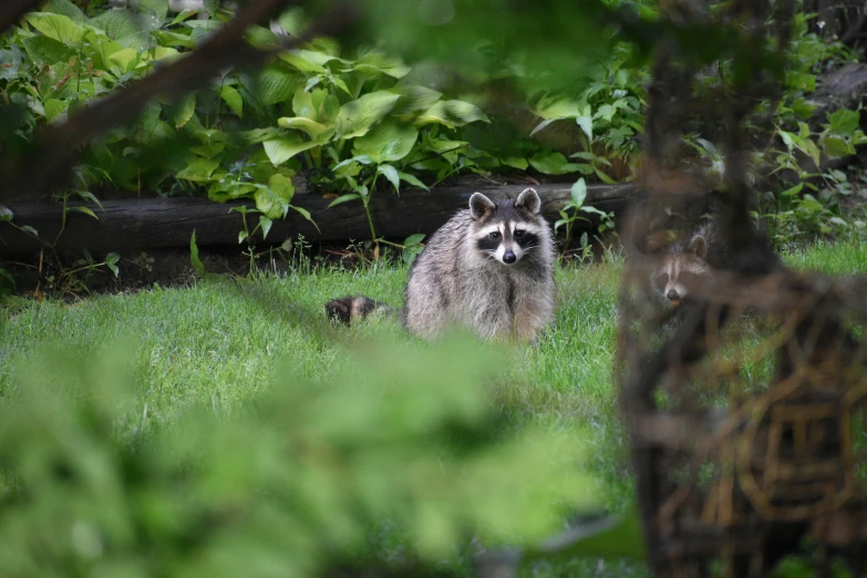 a rac looks at the camera in some grass