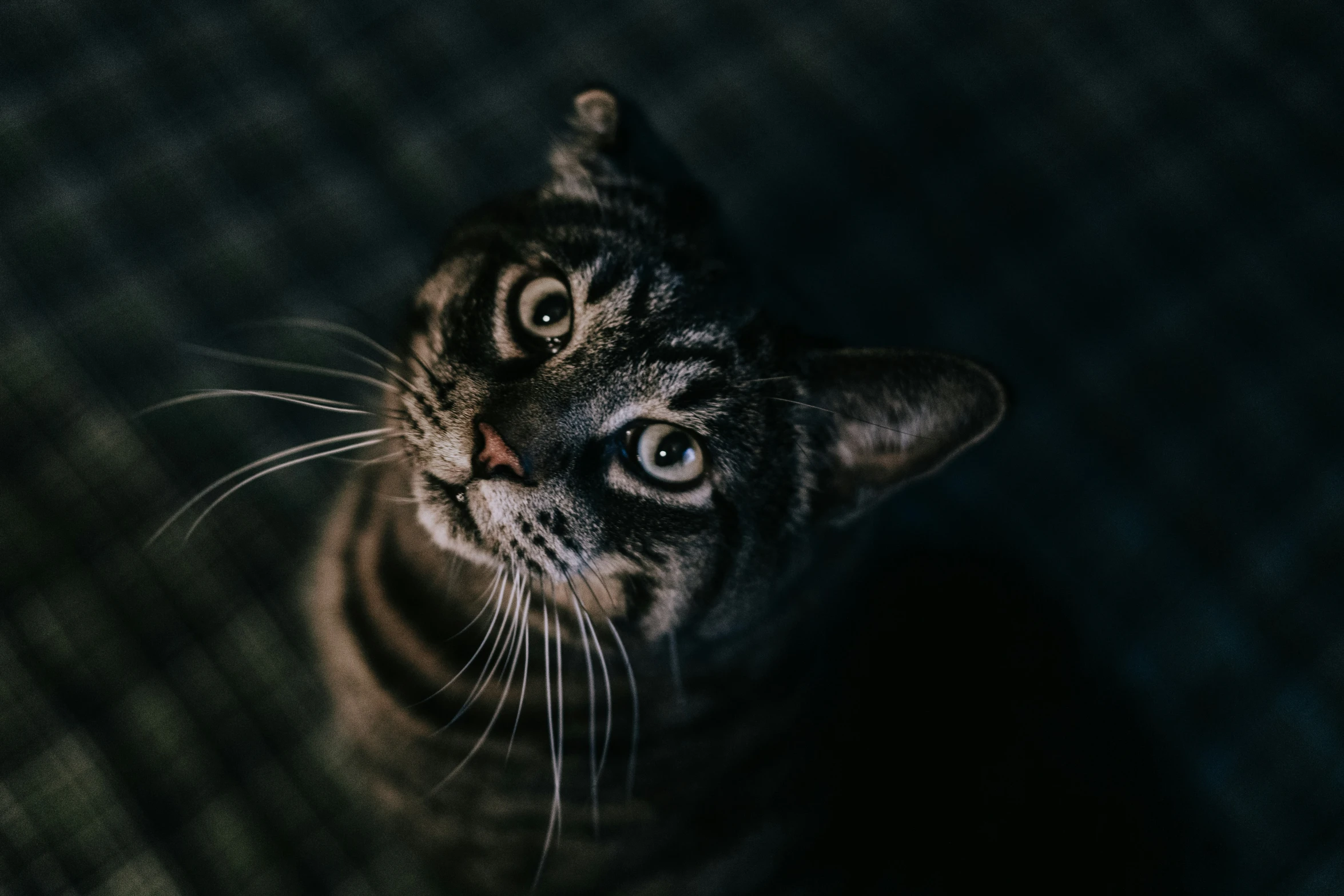 cat stares up with the dark colored background