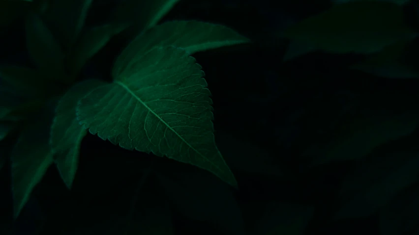 the green leaves are growing on the plant