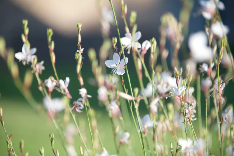 closeup of some flowers with white flowers on them