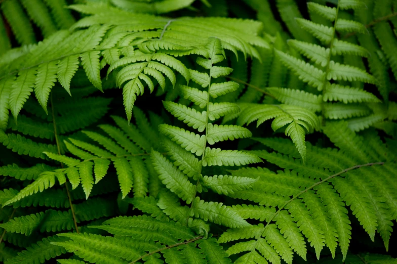 close up view of large, green leafy tree