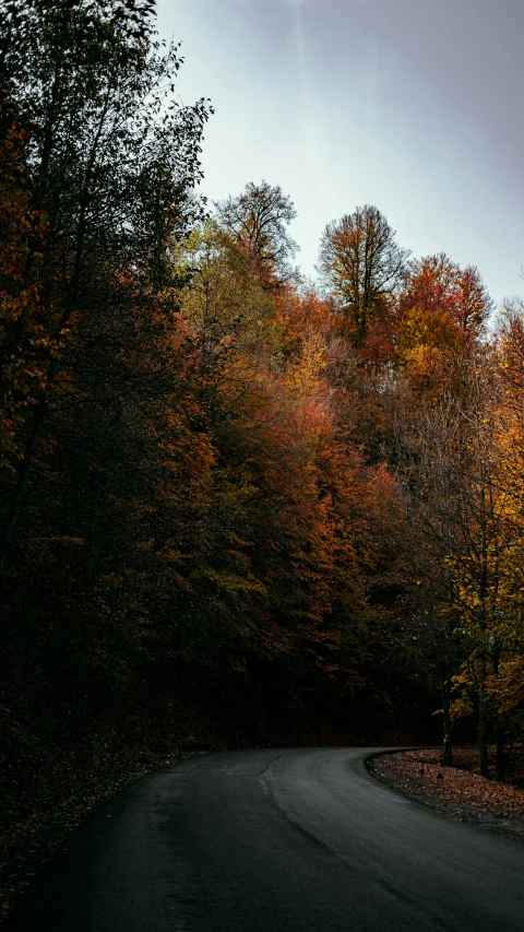 a car on a road that has trees in the background