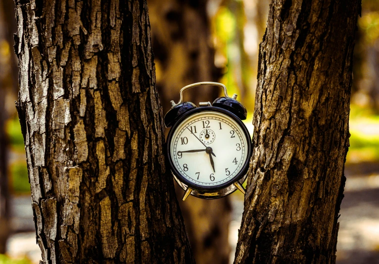 a clock that is sitting on top of a tree