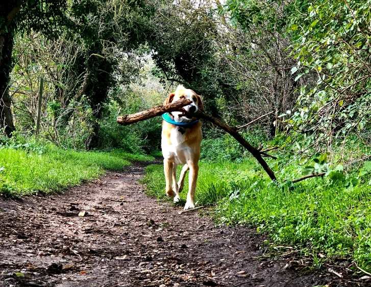 a dog with his head in a nch, walking down a path