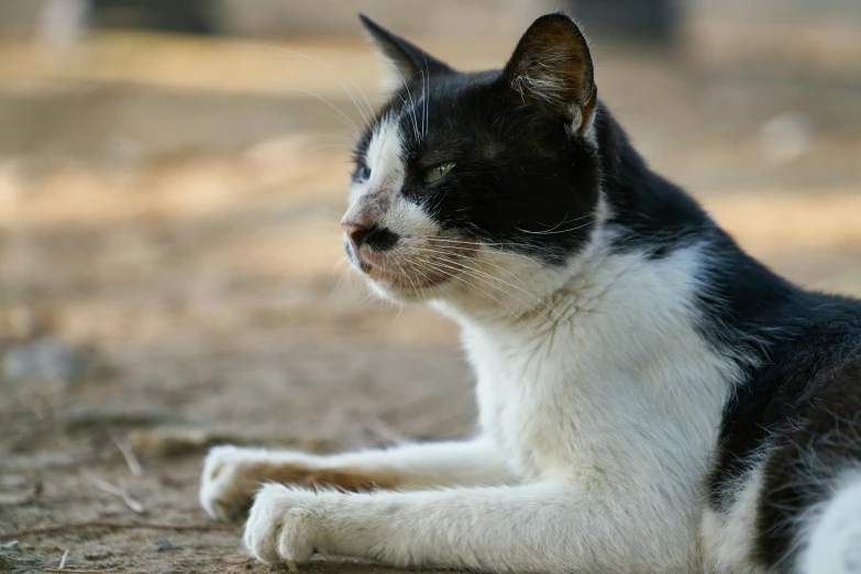 the black and white cat has one eye open