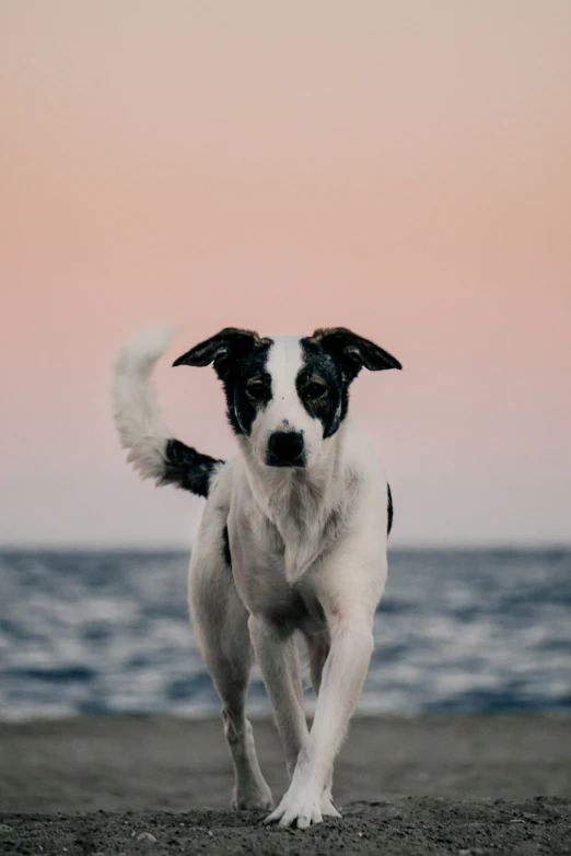 black and white dog running along the beach with waves