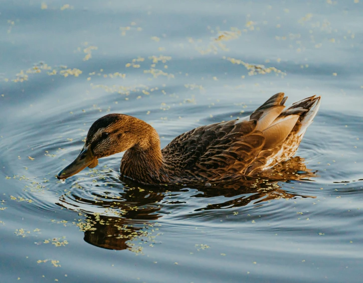 an orange duck swims in the water