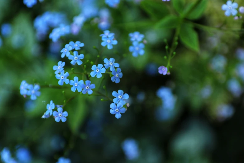 small blue flowers are blooming on the bush