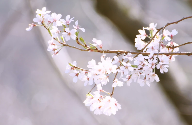 a blossomed tree nch in flower with white blooms