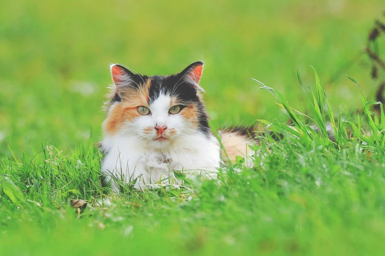 a calico cat is sitting in the grass