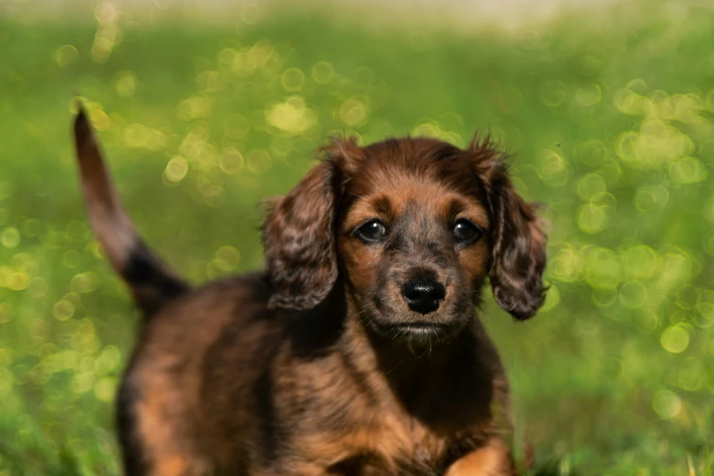 a small brown dog walking through a grass covered field