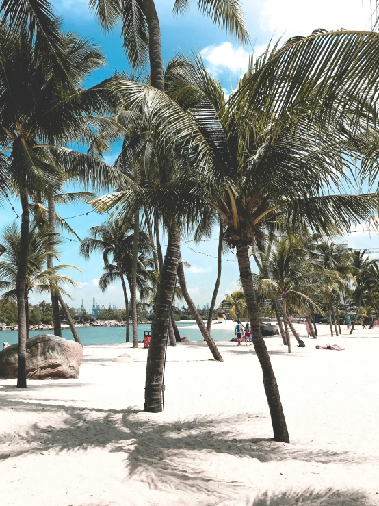 tropical trees on the beach, with a few people in the water