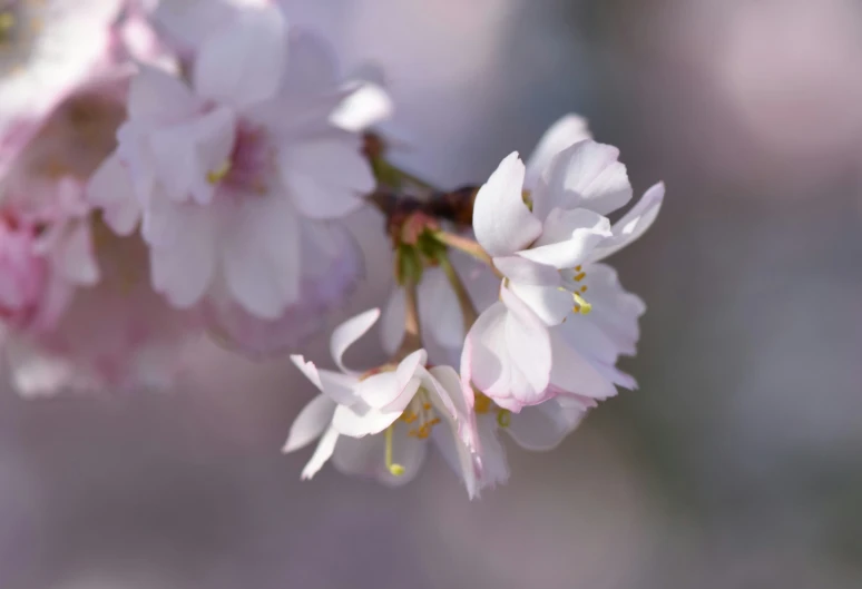 blurry picture of white and pink flowers growing