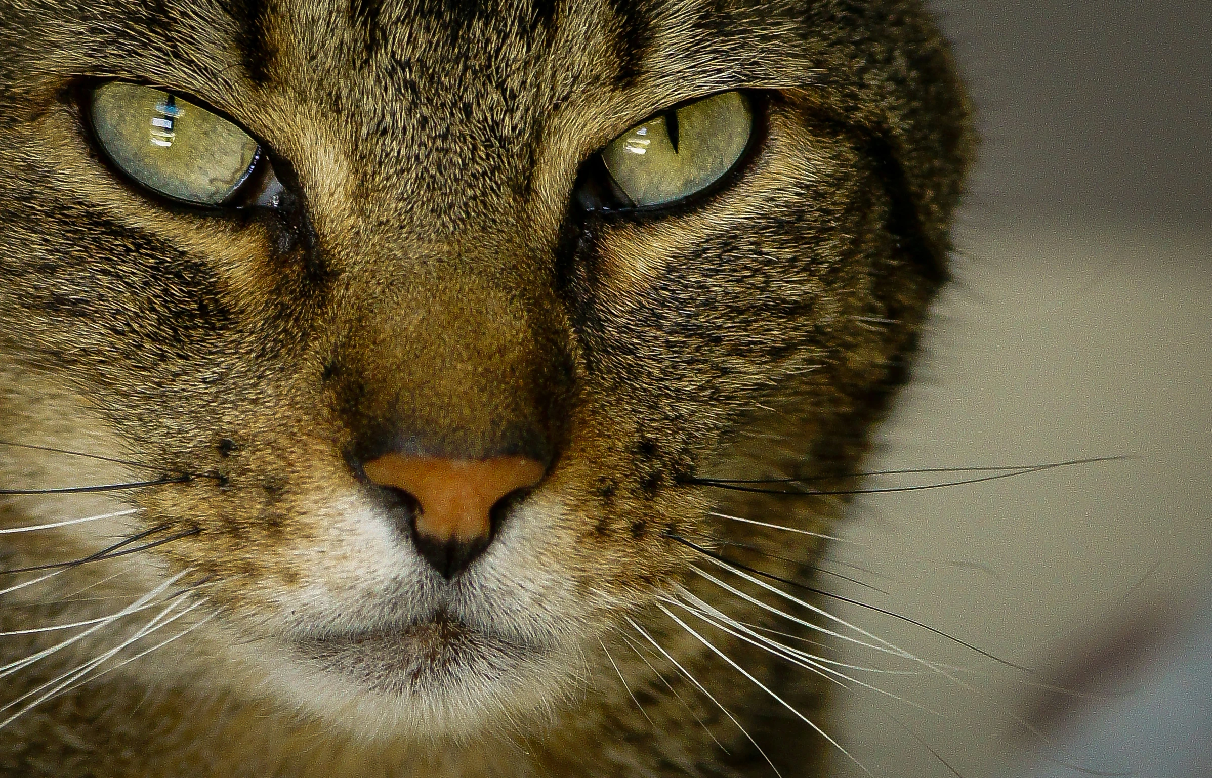 a close up po of a cat's head