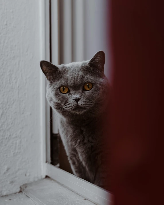 a gray cat looks at the pographer through the window