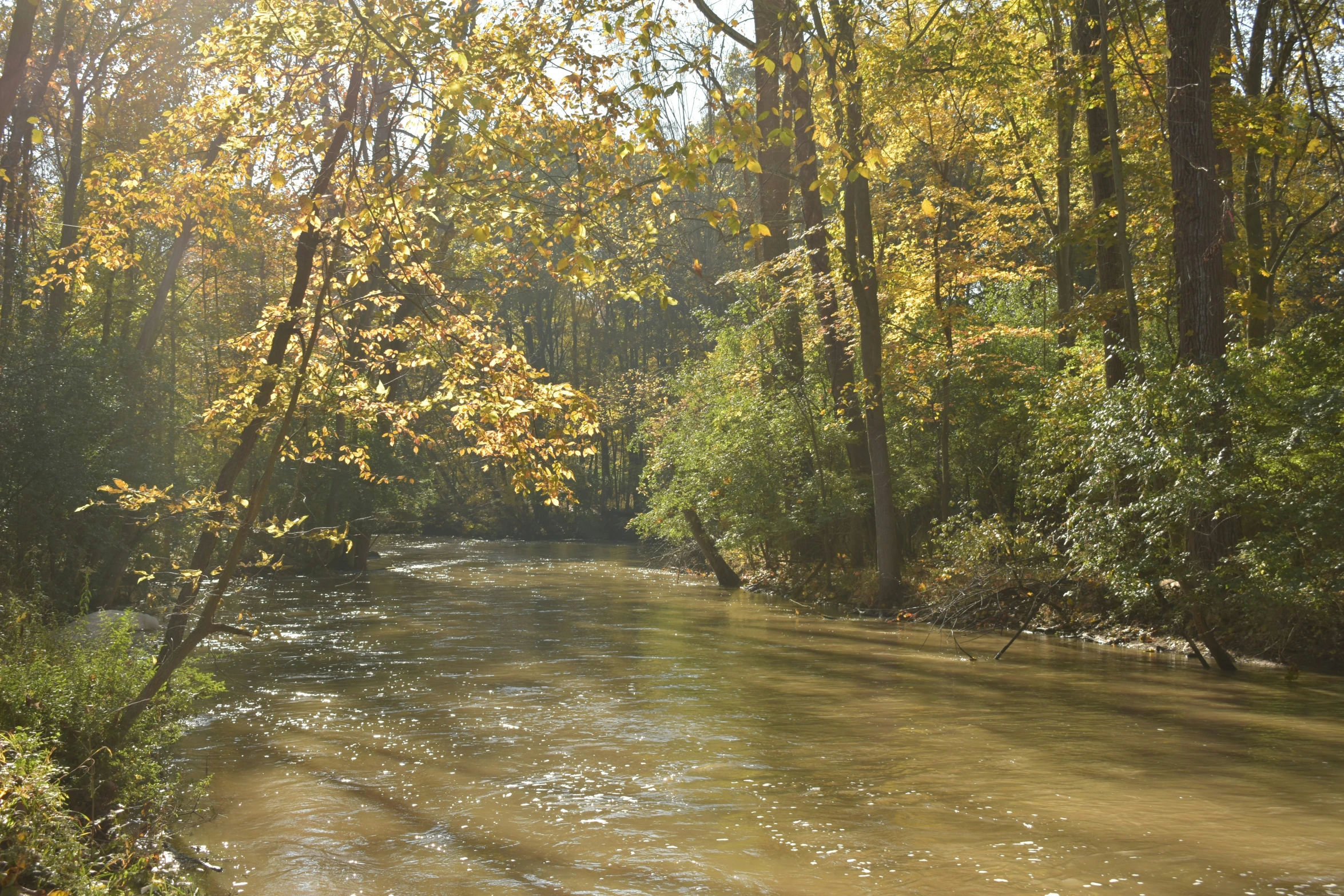 the sun shines through the trees along the water