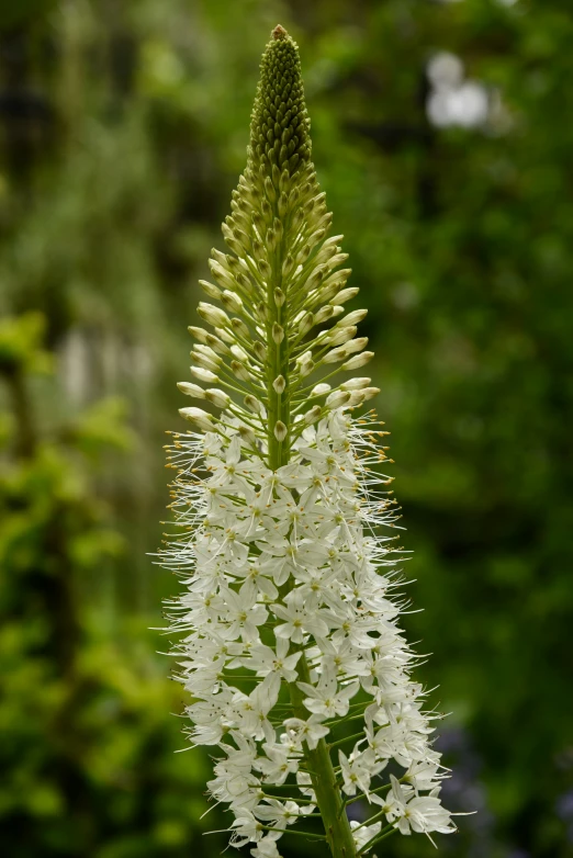 a tall white flower with very small, pointed leaves