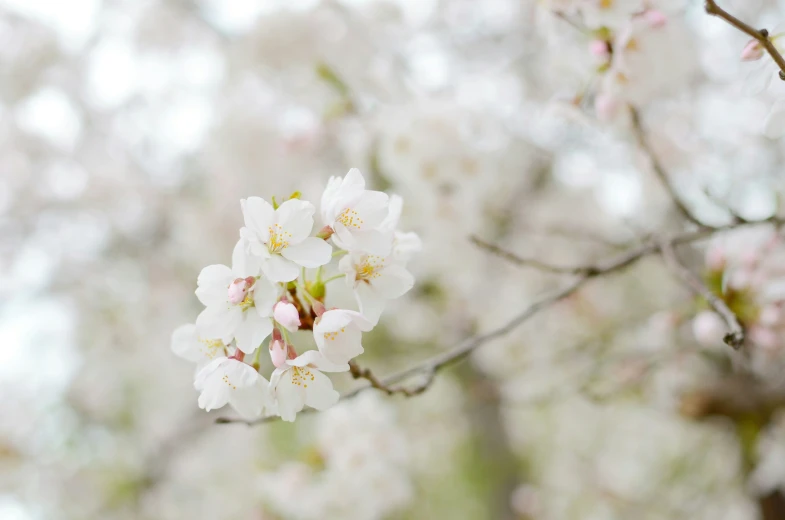 a close up view of a bunch of flowers in bloom