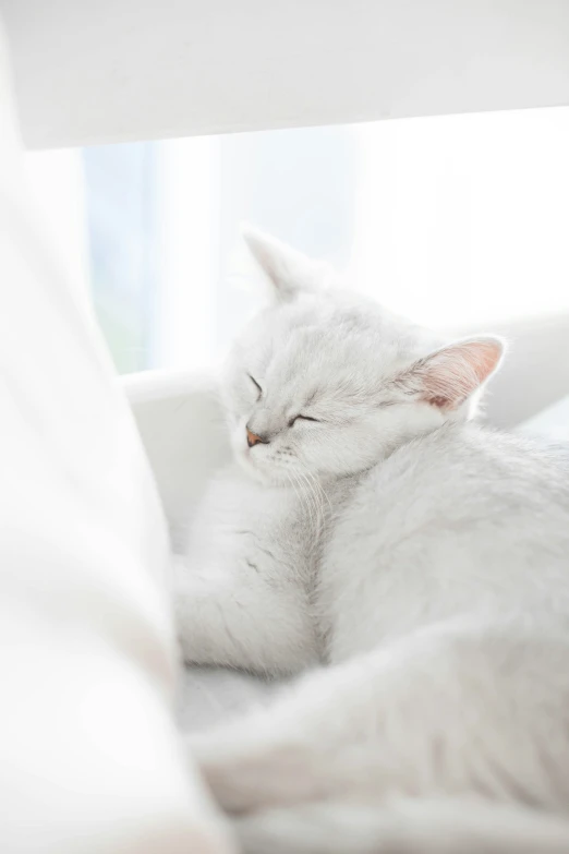 a white cat is laying in a couch