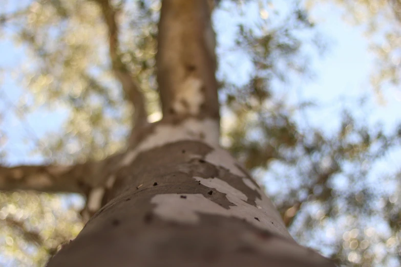 looking up at a tree with very little leaves