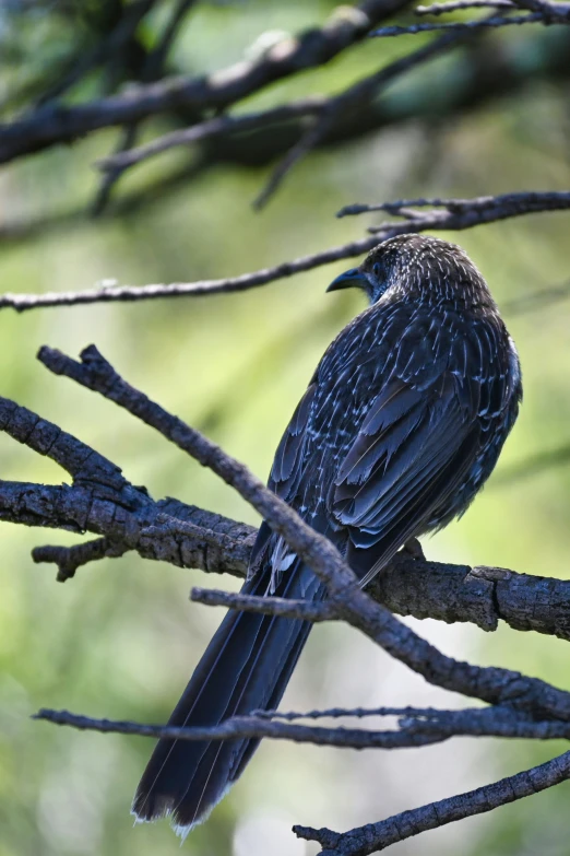 a dark bird sitting on top of a dry nch