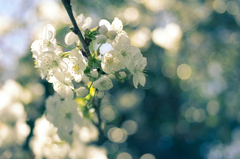 white flowers blooming on a nch in the sun