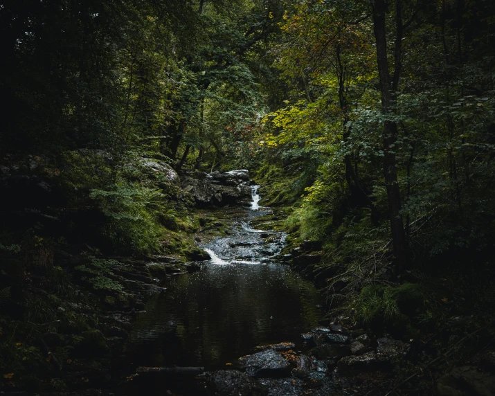 a small stream with trees around it