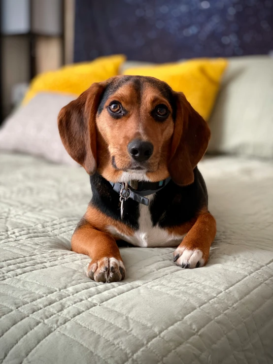 the dog is laying down on the bed