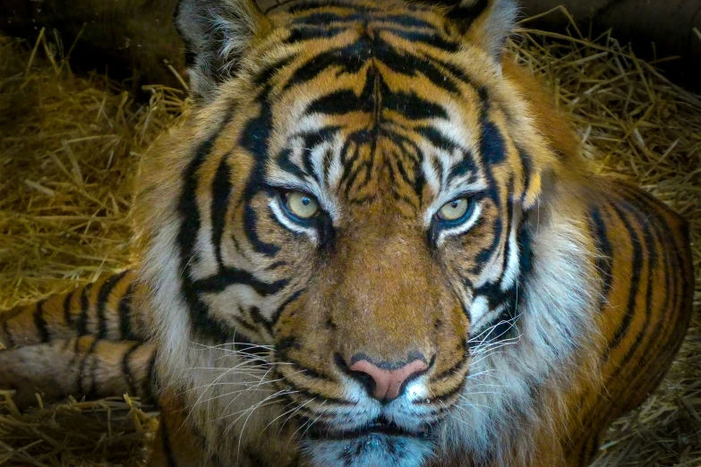 a tiger with black and white stripes on it