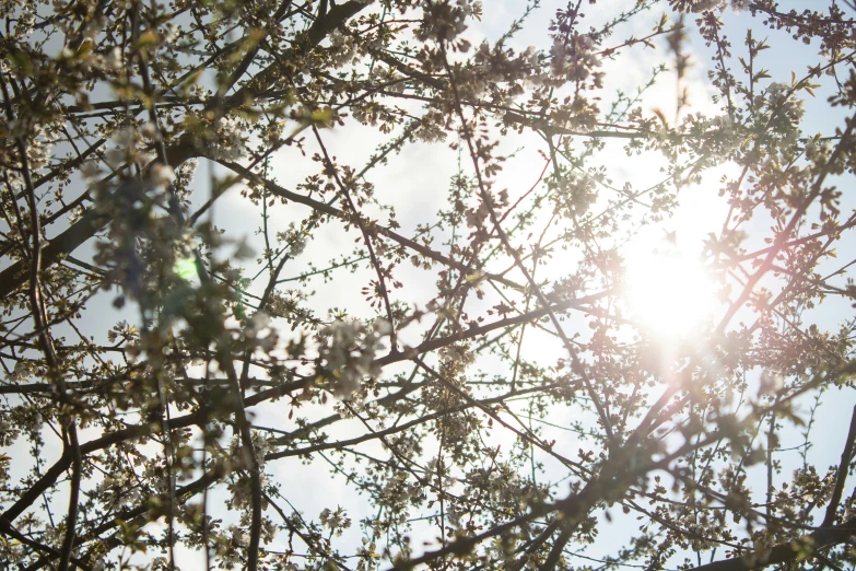 the sun shining through leaves on a tree