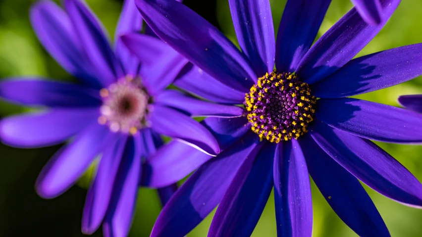 purple flowers are on the stems, with green leaves behind them