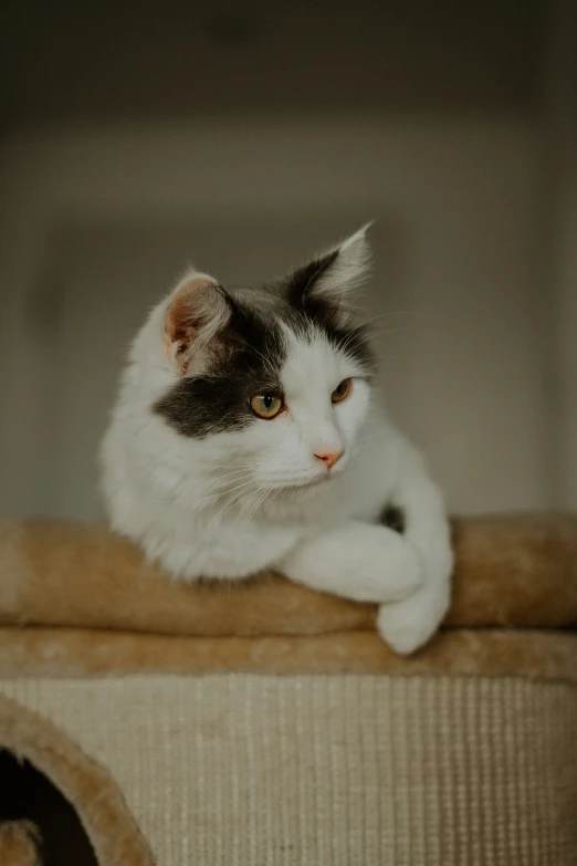 a gray and white cat laying on the edge of a sofa