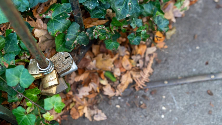 a pair of rings that are sitting in leaves